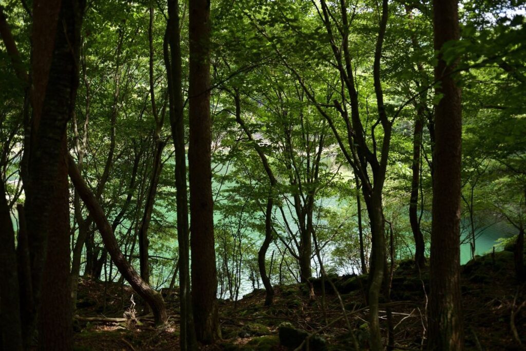 Aokigahara Forest