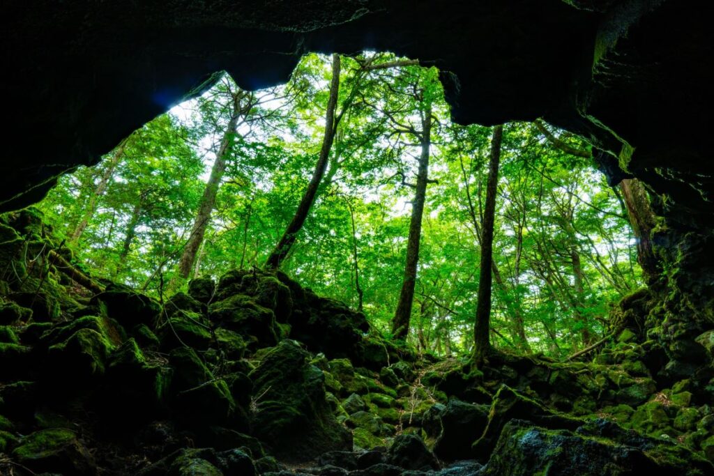 Aokigahara Forest