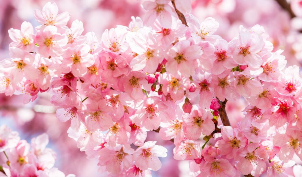 Cherry Blossom In Shinjuku gyoen Park