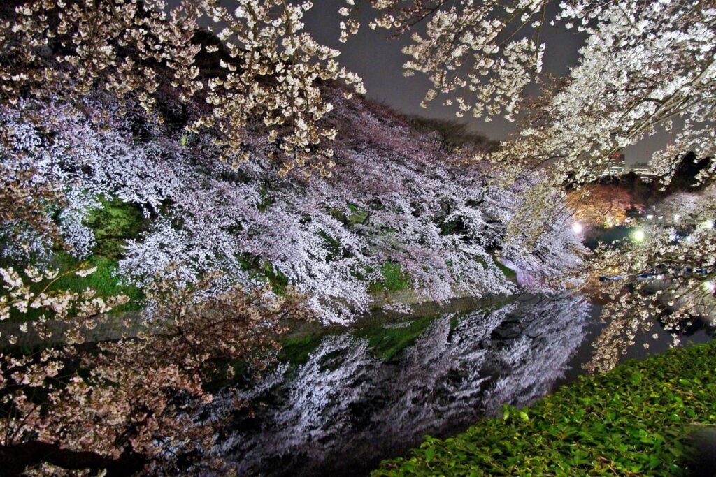 Chidorigafuchi Cherry Blossom