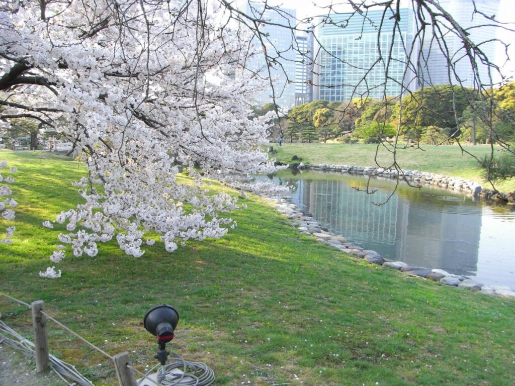 Hama Rikyu Gardens Cherry Blossom