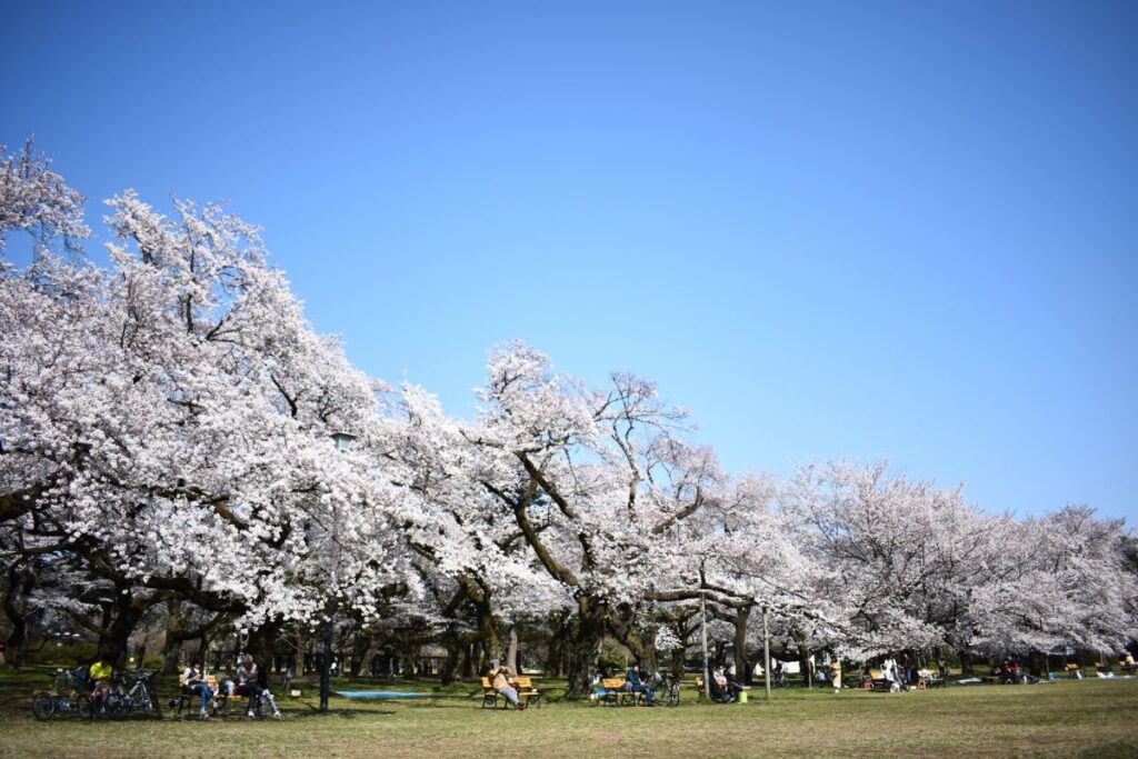 Koganei Park Cherry Blossom