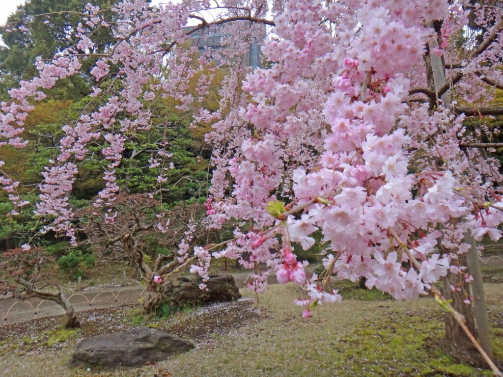 Koishikawa Korakuen Garden Cherry Blossom