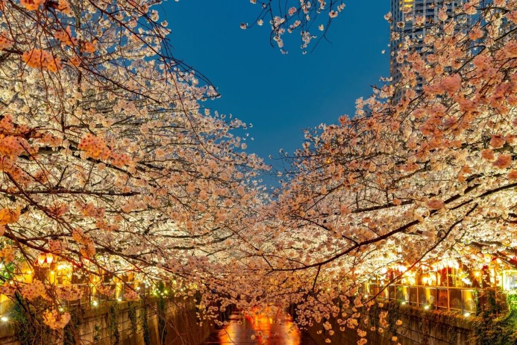 Meguro River Sakura