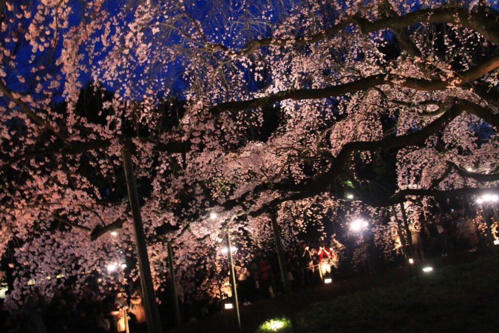 Rikugien Garden Cherry Blossom