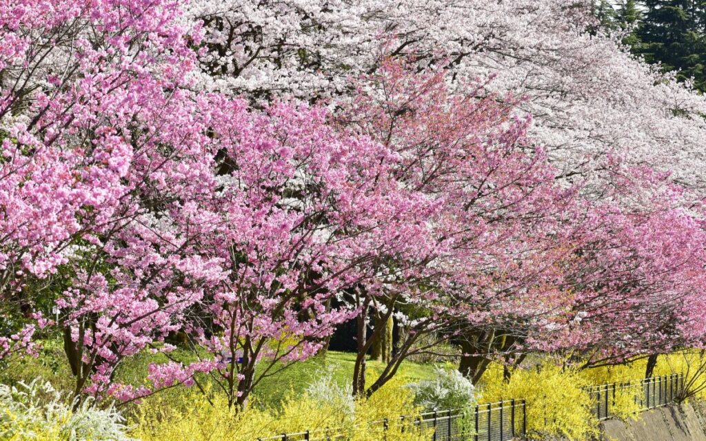 Showa Kinen Park Cherry blossom
