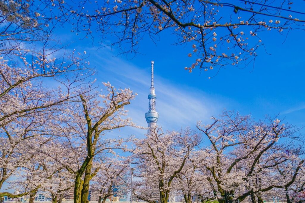 Sumida Park Cherry Blossom