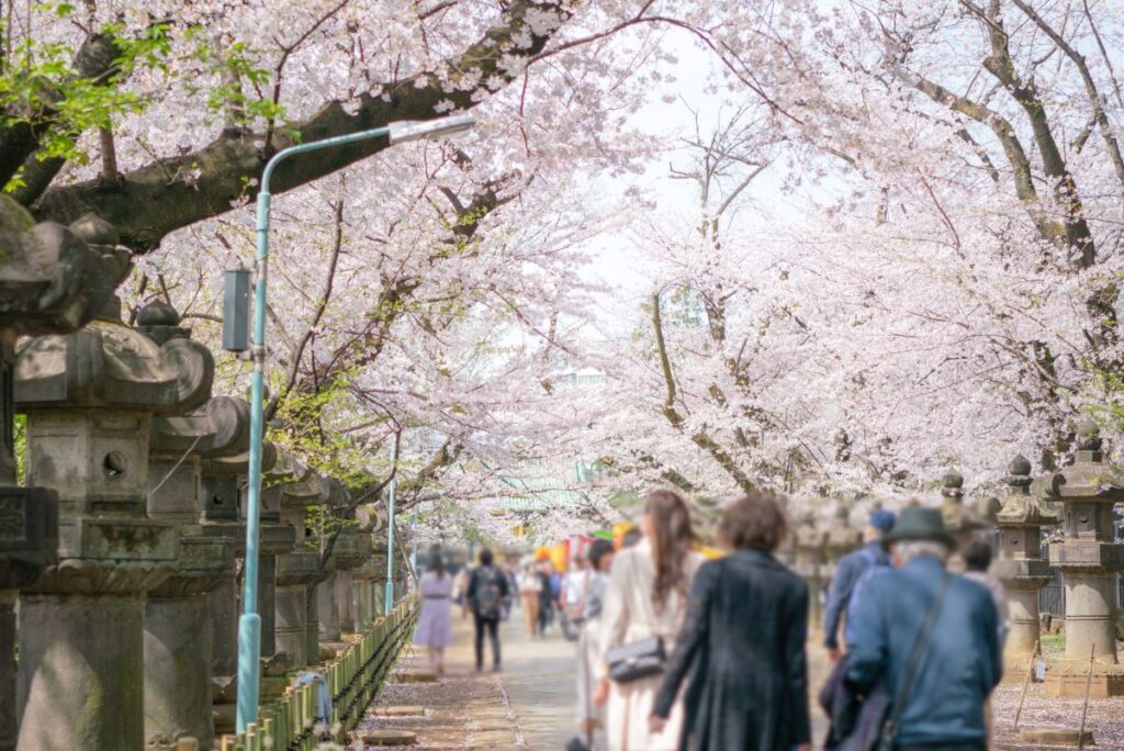 Ueno Park Cherry Blossom