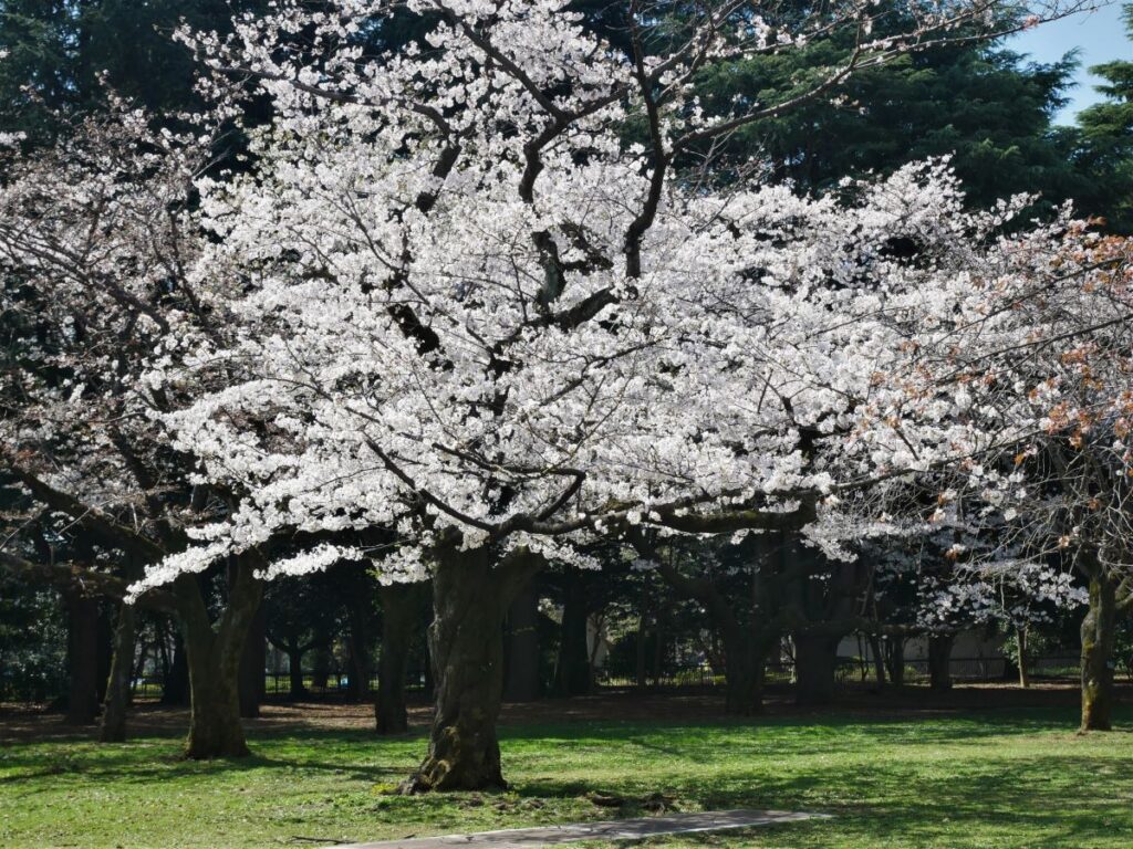 Yoyogi Park Cherry Blossom